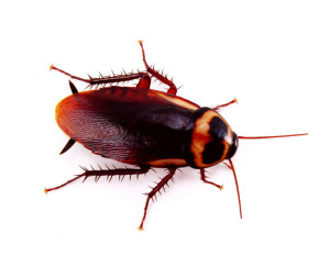 iStock_5308392Small_Cockroach